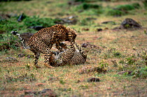 Two Cheetahs fighting {Acinonyx jubatus} Thika, Kenya