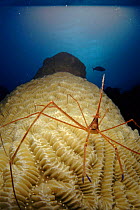 Banded coral (Cleaning) shrimp on coral, Caribbean Sea off Cuba.