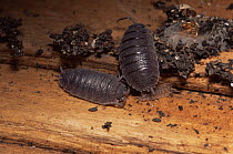 Woodlice (Porcellio scaber) with young, UK