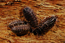 Wood lice on decaying oak, Scotland.