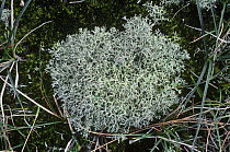 Lichen growing on sand dune {Cladonia portentosa} Merseyside UK