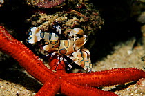 Harlequin shrimp pair feeding on starfish prey, Andaman Sea, Thailand.