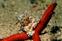 Harlequin shrimp pair feeding on starfish prey, Andaman Sea, Thailand.
