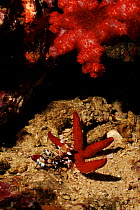 Harlequin shrimps feeding on starfish prey, Andaman Sea, Thailand.