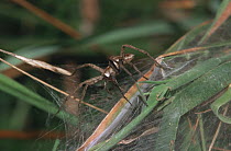 Nursery web spider (Pisaura mirabilis) spinning web for spiderlings, Devon, UK