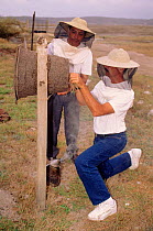 Capturing wild bees, Ecuador. Community Bee Culture Project, Pro Pueblo Foundation, Chongon-Colonche Cordillera.