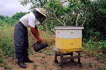 Collecting honey, Ecuador.Community Bee Culture Project, Pro Pueblo Foundation, Chongon-Colonche Cordillera.