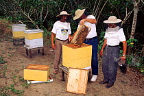 Inspecting bee hives, Community Bee Culture Project, Pro Pueblo Foundation, Ecuador