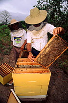 Inspecting bee hives, Community Bee Culture Project, Pro Pueblo Foundation, Ecuador