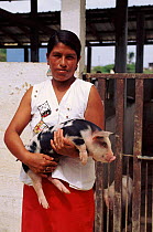 Genetic stock improvement of pigs, Pro Pueblo Foundation, Ecuador