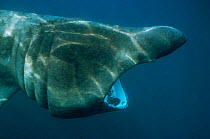 Basking shark filter feeding {Cetorhinus maximus} off Cornwall UK