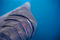Basking shark close-up of gills {Cetorhinus maximus} Cornwall UK