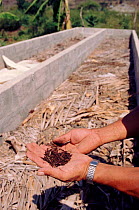 Earthworm culture for soil improvement, Pro Pueblo Foundation, Ecuador