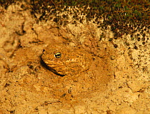Juvenile Natterjack toad leaving overnight burrow  {Bufo calamita} Hampshire UK