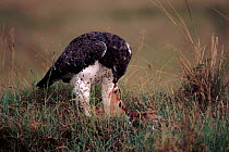 Martial eagle feeding on prey, Kenya, East Africa