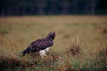 Martial eagle with prey, Kenya, East Africa