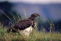 Martial eagle portrait, Kenya, East Africa