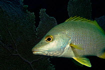 Snapper (Lutjanidae sp.). Caribbean Sea