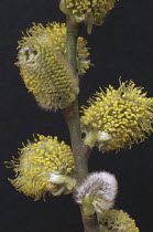 Male catkins of Pussy willow {Salix caprea} England UK