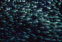 Shoal of Glassy sweepers (Parapriacanthus guentheri) Indo-pacfic