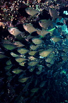 Hatchetfish shoal, Indo-Pacific
