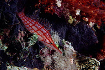 Longnose hawkfish, Indo-Pacific
