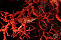 Longnose hawkfish on fan coral, Indo Pacific