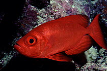Bigeye fish, Indo-Pacific Ocean
