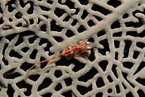 Goby fish on fan coral, Caribbean Sea