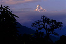 Machapuchare peak in clouds with trees silhouetted in foreground, Nepal