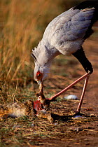 Secretary bird (Sagittarius serpentarius) feeding on carcass. Masai Mara NP, Kenya, East Africa