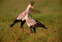 Secretary bird (Sagittarius serpentarius) pair. Masai Mara NP, Kenya, East Africa
