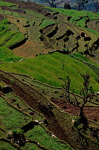 Ploughing a terraced field in the Himalayan foothills near Pokhara, Nepal.