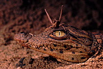 Newly hatched Nile crocodile {Crocodylus niloticus} with grasshopper on its head, Murchison Falls NP, Uganda, East-Africa.