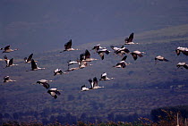 Common cranes {Grus grus} taking off in the Hula Valley, Israel,