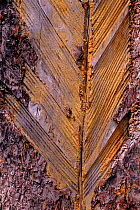 Scots pine (Pinus sylvestris) with chevrons cut in bark to tap resin (used for shampoos and cosmetics). Kuldiga, Latvia, Europe