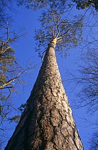 Looking up a Scots pine that is 200 years old (Pinus sylvestris) Spalski NP, Poland