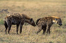 Spotted hyaena (Crocuta crocuta) mating behaviour, Kenya, Sequence 1 of 4