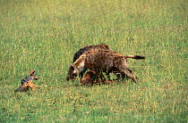 Spotted hyaena {Crocuta crocuta} defending food from Black backed jackal {Canis mesomelas} Kenya
