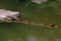 False gharial  (Tomistoma schlegelii) endangered species native to south East Asia, captive