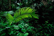 Tropical rainforest understorey with palm leaf Rio Napo Ecuador