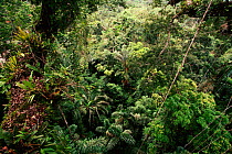 Tropical rainforest midstorey viewed from canopy Rio Napo Ecuador