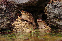 Common Cuban toad singing in limestone crevice Zapata swamp, Cuba