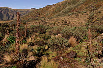 Paramo vegetation with Puya plants, Papallacta Ecuador