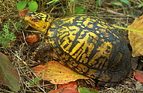 Eastern box turtle (Terrapene carolina carolina) amongst autumn leaves, Pennsylvania, USA