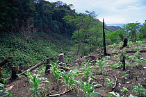 Slash and burn agriculture, Chiapas, Mexico