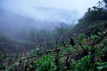 Slash and burn agriculture Chiapas Mexico