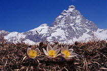 Spring pasque flower with Matterhorn in background, Alps, Italy