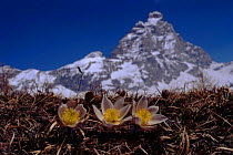 Spring pasque flower in front of Matterhorn. Cervinia, Alps, Italy, Europe