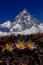 Spring pasque flower with Matterhorn in background, The Alps Italy